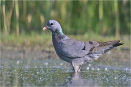 <p>HOLUB DOUPŇÁK (Columba oenas)</p>